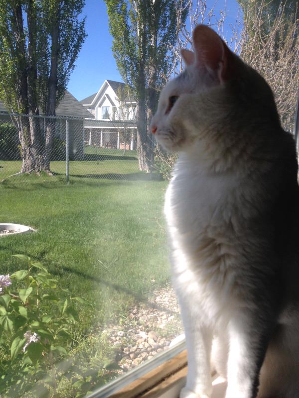 /Images/uploads/Humane Society of Utah/HSU2018/entries/3860thumb.jpg